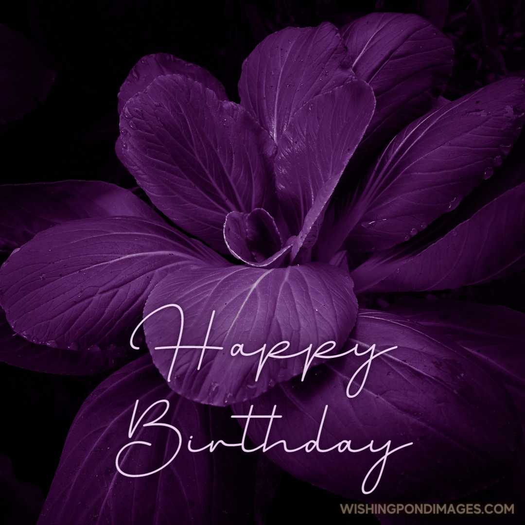 Beautiful image of a purple flower on dark background. Happy Birthday Purple Flower Images